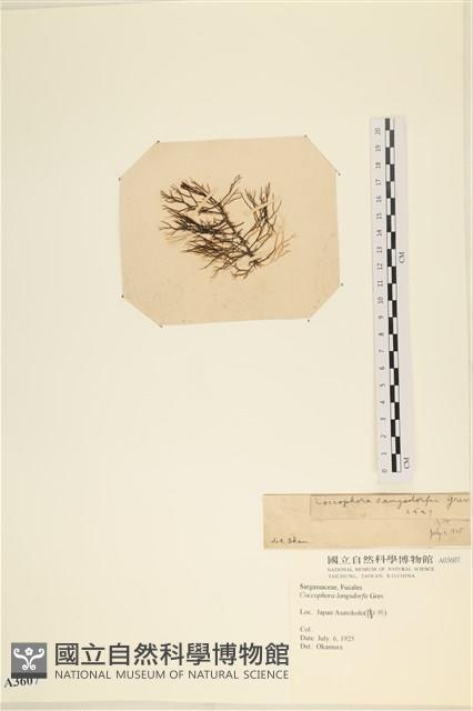 登錄號:A00003607藏品圖，第3張