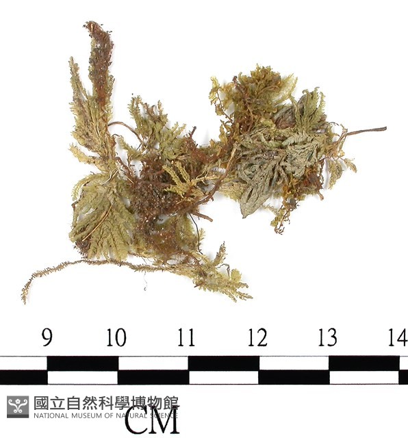 登錄號:B00010507藏品圖，第3張