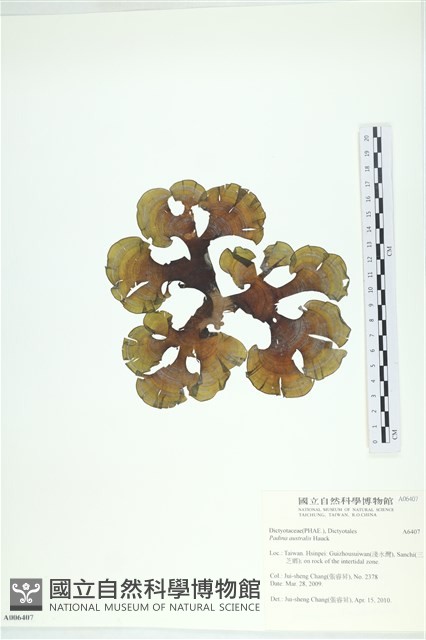 南方團扇藻藏品圖，第1張