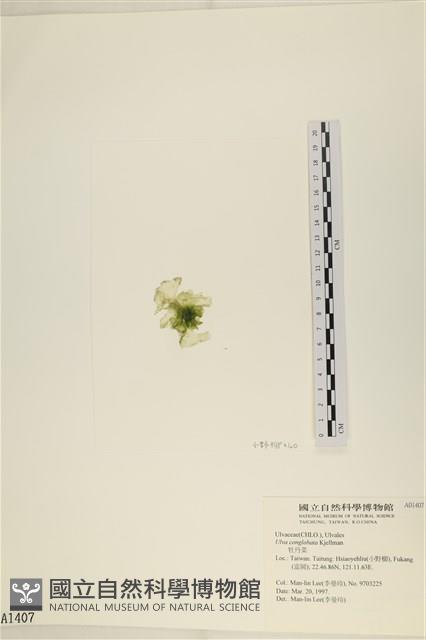 茶花石蓴, 牡丹菜藏品圖，第3張
