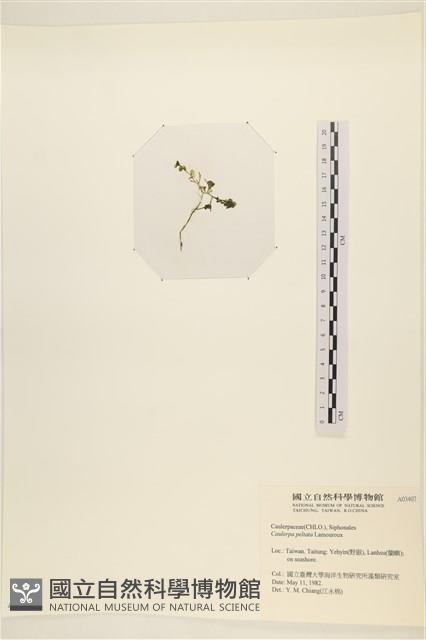 盾葉蕨藻藏品圖，第3張