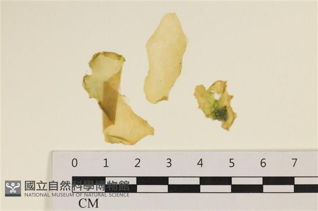 大石蓴, 石蓴藏品圖，第1張