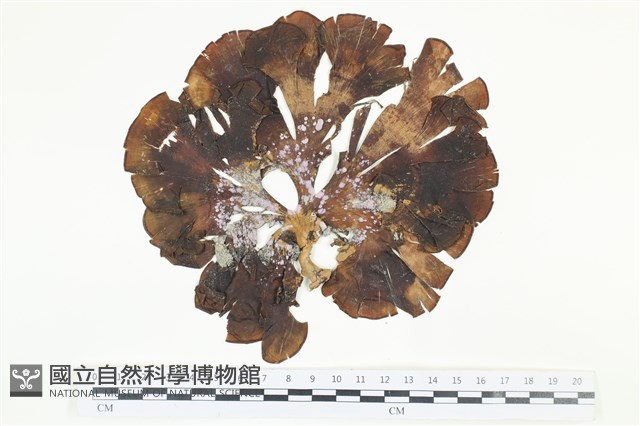 多扇藻藏品圖，第1張