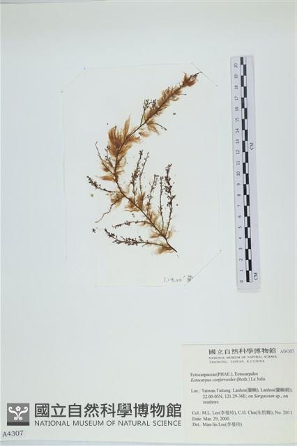 絲狀外子藻, 水雲藏品圖，第3張