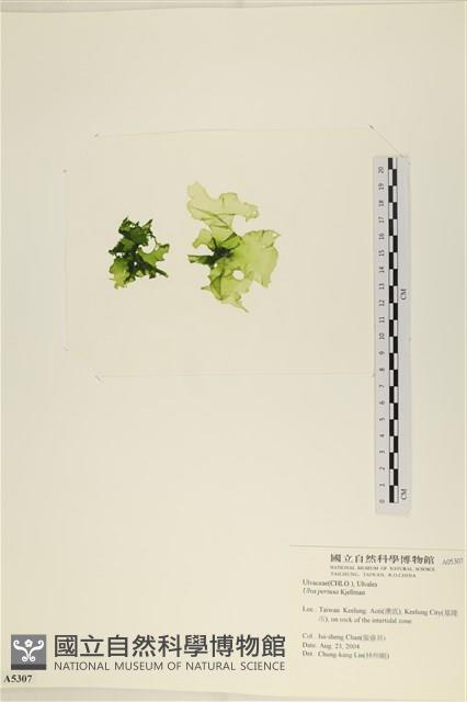 石蓴藏品圖，第3張