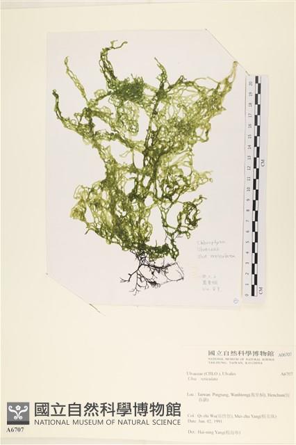 網石蓴藏品圖，第1張