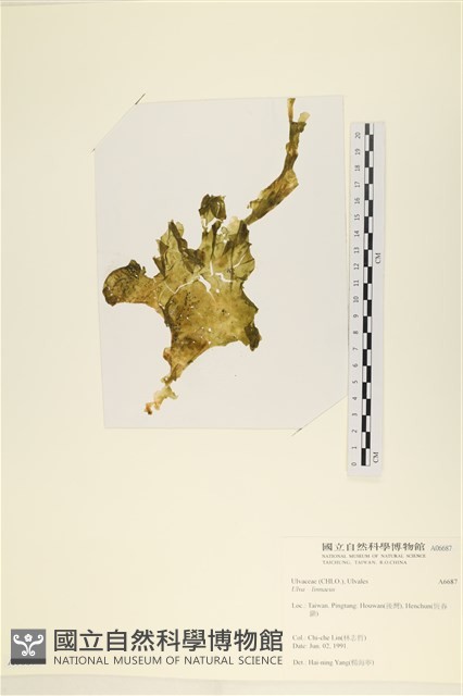 登錄號:A00006687藏品圖，第1張