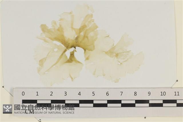 大石蓴, 石蓴藏品圖，第1張