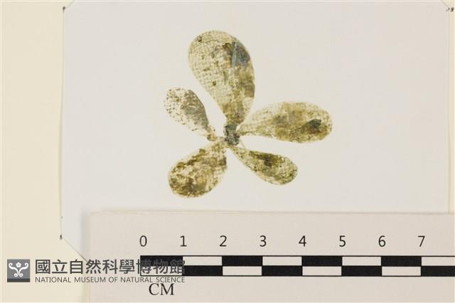 曲玉藻, 香蕉菜, 玉茄藻藏品圖，第1張