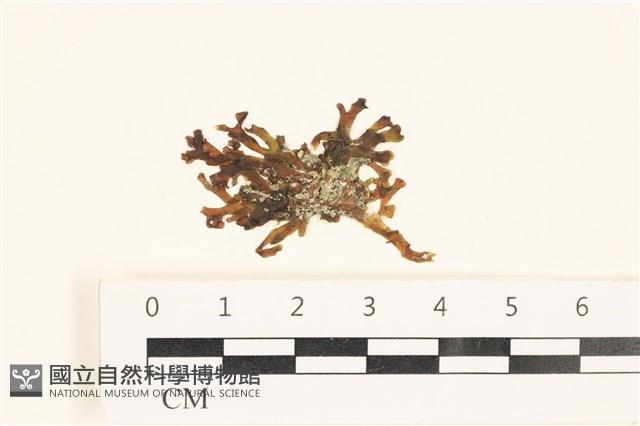 登錄號:A00006187藏品圖，第1張