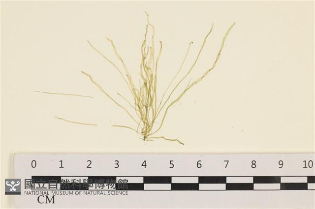 腸滸苔, 河石髮藏品圖，第1張