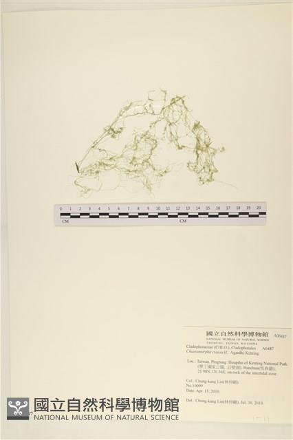 粗硬毛藻, 綠苔藏品圖，第1張