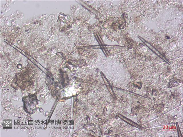 登錄號:A00004487藏品圖，第4張