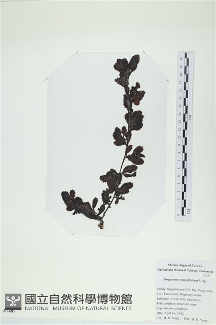 厚葉馬尾藻藏品圖，第1張
