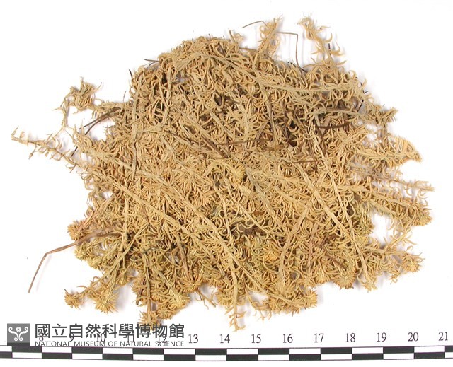 截葉泥炭蘚藏品圖，第3張