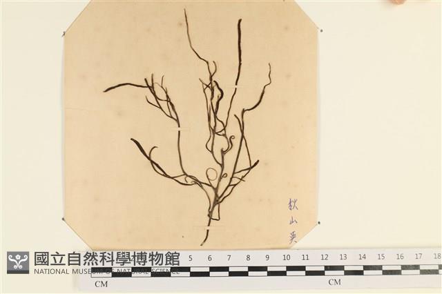 登錄號:A00003487藏品圖，第1張