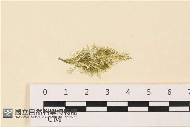 登錄號:A00004987藏品圖，第1張