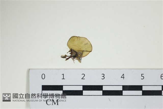 小團扇藻藏品圖，第1張