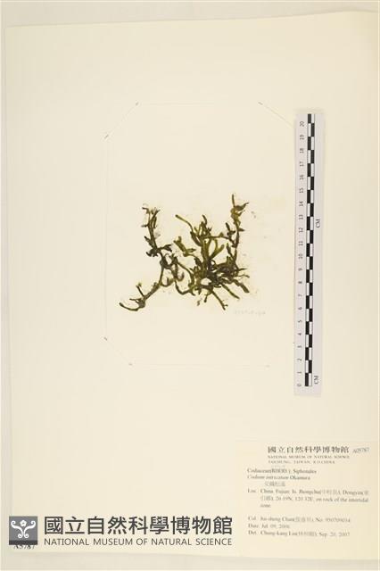 登錄號:A00005787藏品圖，第3張