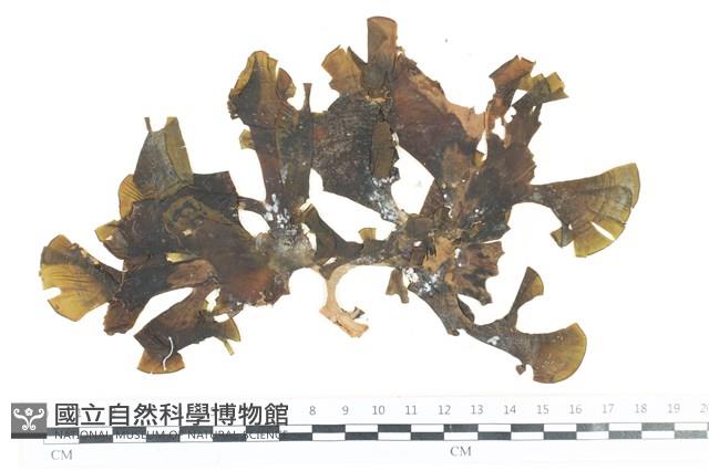 多扇藻藏品圖，第1張