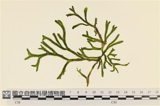 登錄號:A00001135藏品圖，第1張