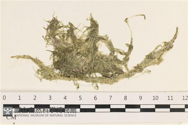 指枝藻藏品圖，第1張