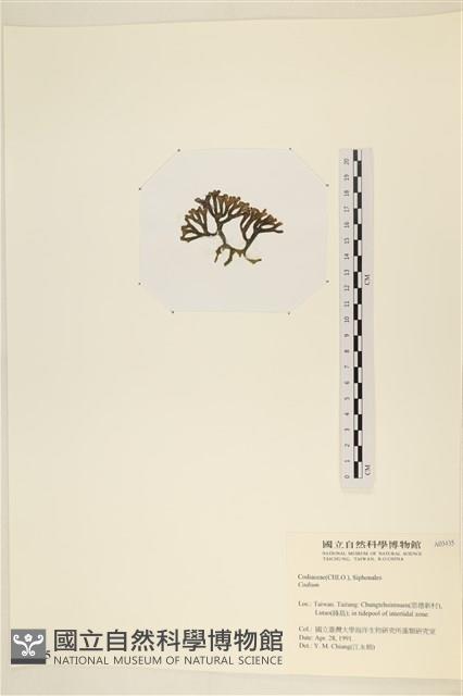 登錄號:A00003435藏品圖，第3張