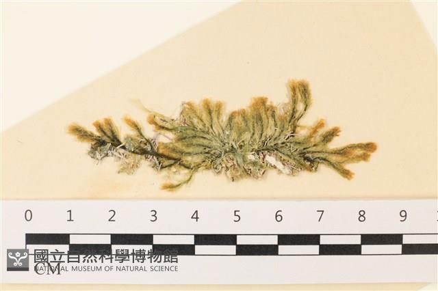 登錄號:A00004935藏品圖，第1張