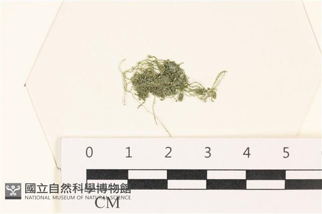 粗硬毛藻, 綠苔藏品圖，第1張