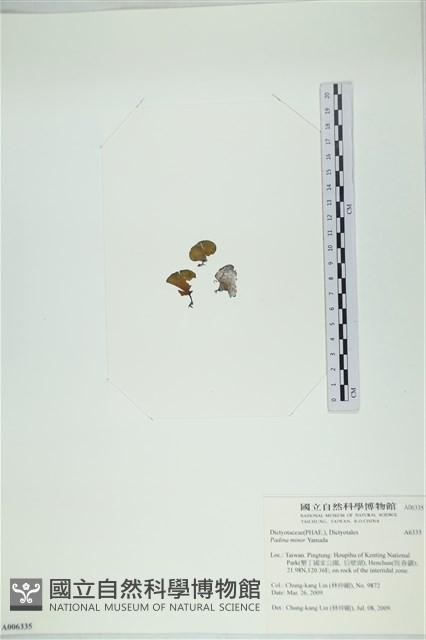 小團扇藻藏品圖，第3張