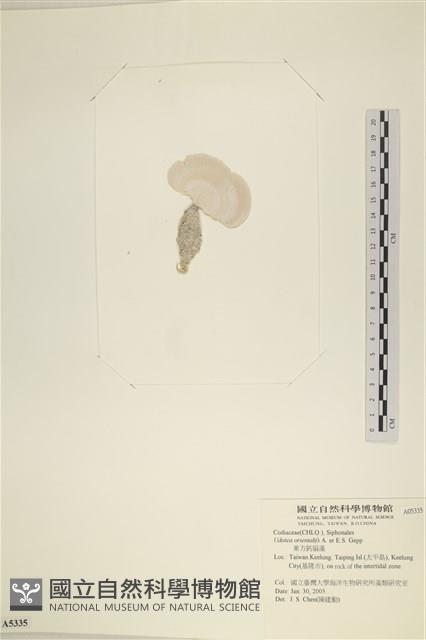 登錄號:A00005335藏品圖，第3張