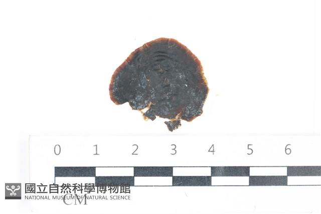 登錄號:A00003335藏品圖，第1張