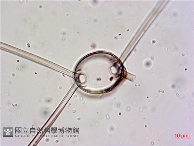 登錄號:A00004655藏品圖，第3張