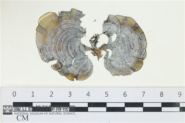 南方團扇藻藏品圖，第1張