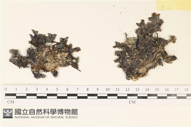 登錄號:A00008055藏品圖，第1張