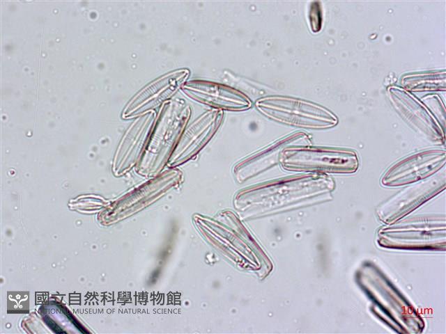 登錄號:A00004555藏品圖，第3張