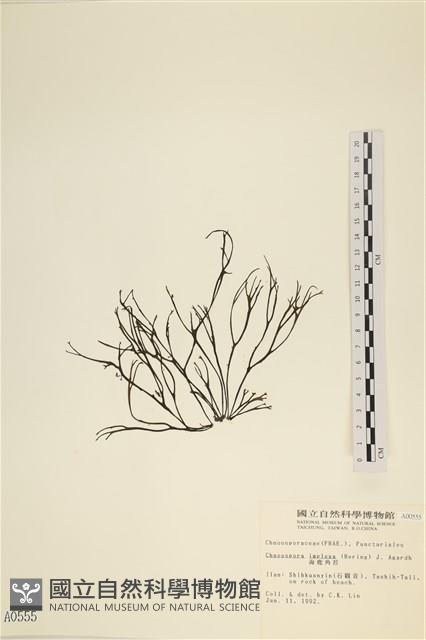 海鹿角苔藏品圖，第3張
