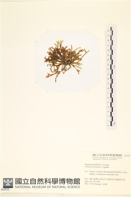 登錄號:A00002455藏品圖，第3張