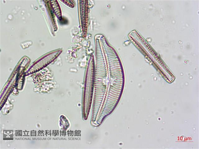 登錄號:A00004625藏品圖，第3張