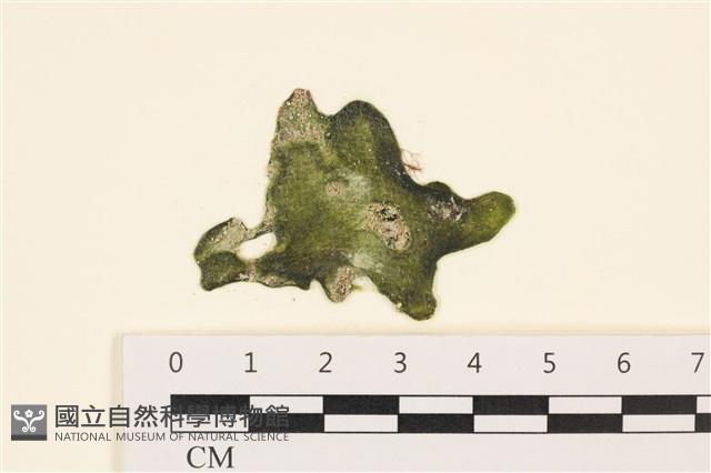 阿拉伯松藻藏品圖，第1張