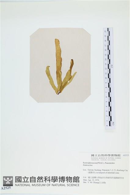 登錄號:A00002525藏品圖，第3張