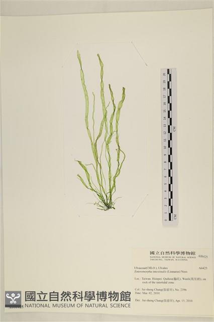 腸滸苔, 河石髮藏品圖，第1張