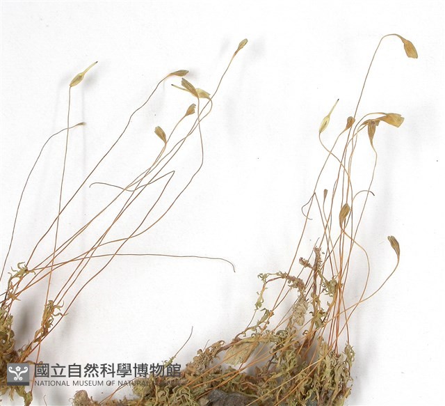 葫蘆蘚藏品圖，第3張