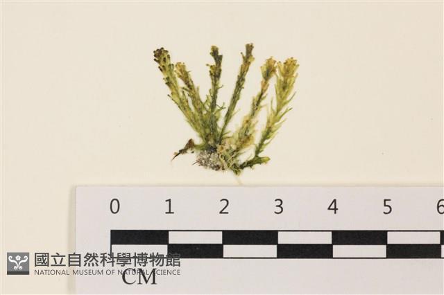 登錄號:A00004925藏品圖，第1張