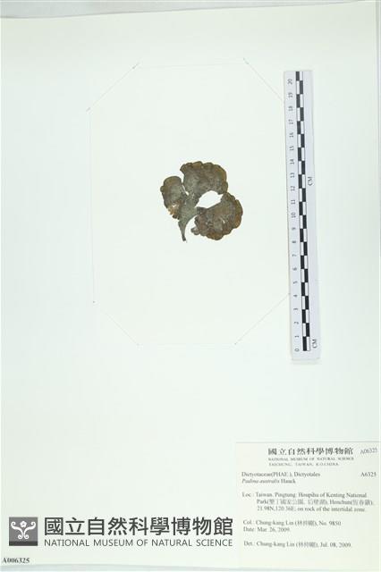 南方團扇藻藏品圖，第3張