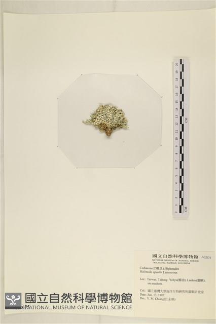仙掌藻, 海仙人掌藏品圖，第3張