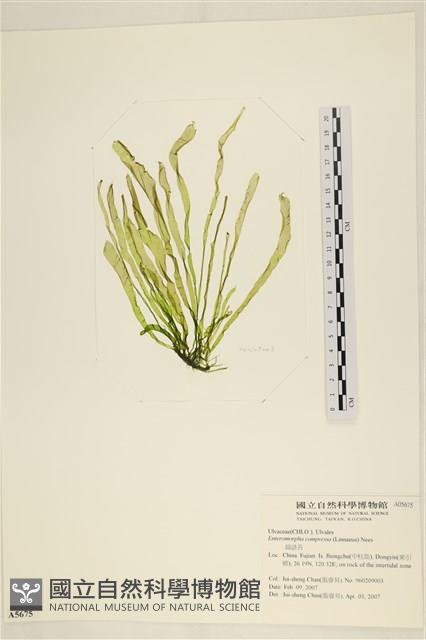 扁石髮藏品圖，第1張