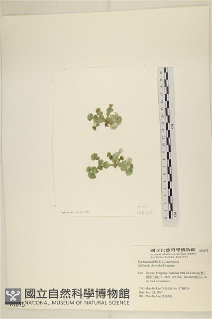 盤狀仙掌藻藏品圖，第1張