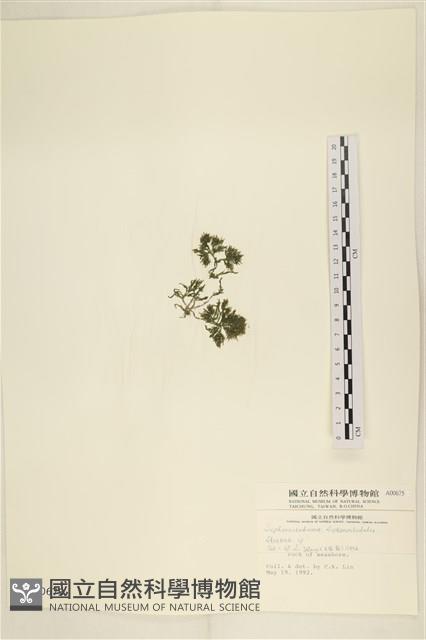 登錄號:A00000675藏品圖，第2張