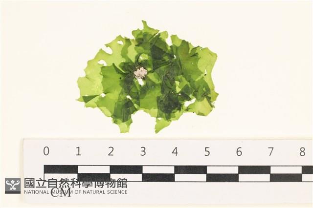 茶花石蓴, 牡丹菜藏品圖，第1張